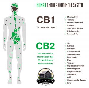 human endocannabinoid system 