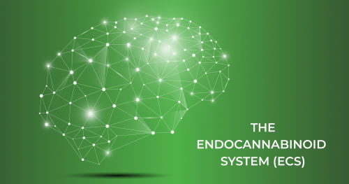 the endocannabinoid system