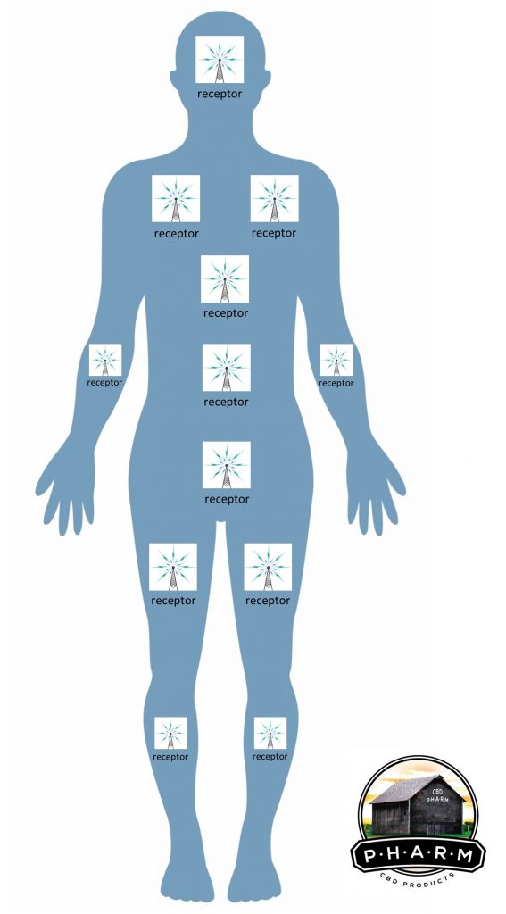 the ECS or endocannabinoid receptors