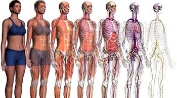 ECS and the endocannabinoid system 