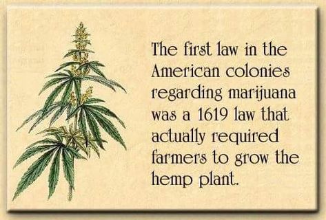 hemp vs marijuana legalize 