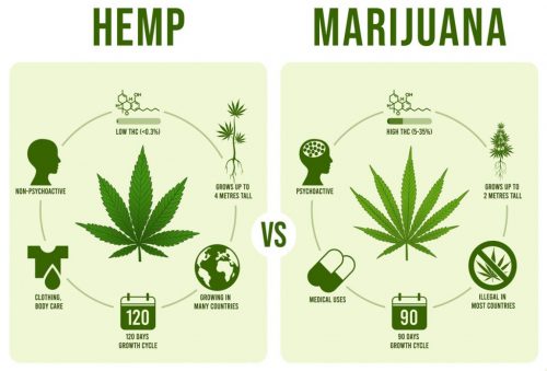 hemp vs marijuana