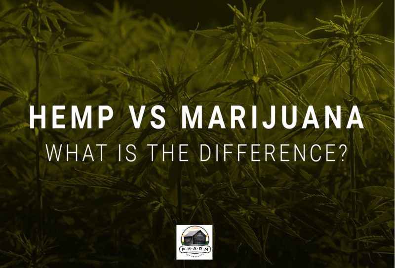 hemp vs marijuana debunking the myth