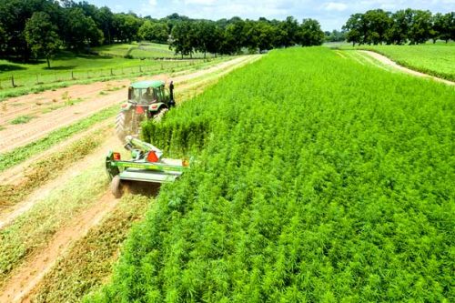 Transforming Hemp into CBD