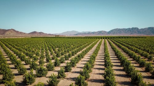 hemp farm in California 