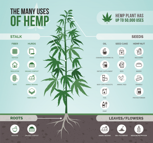 hemp vs cannabis